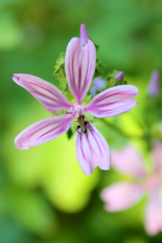 Campi Flegrei - Malva sylvestris, M. multiflora, M. arborea